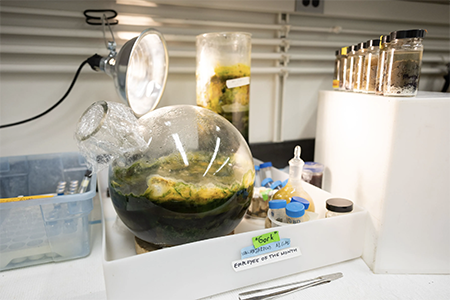 glass lab equipment containing green growing substance