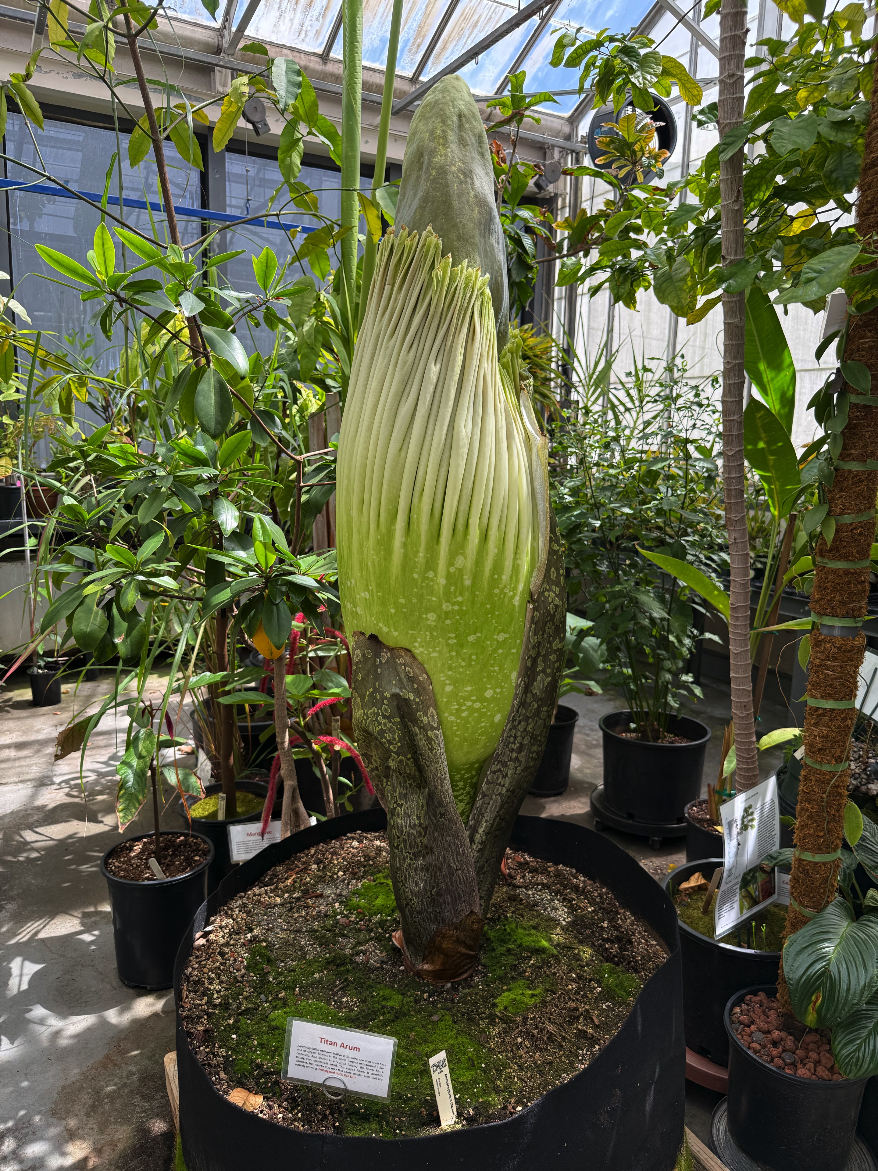 corpse flower